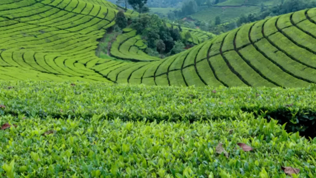  Coffee Plantation