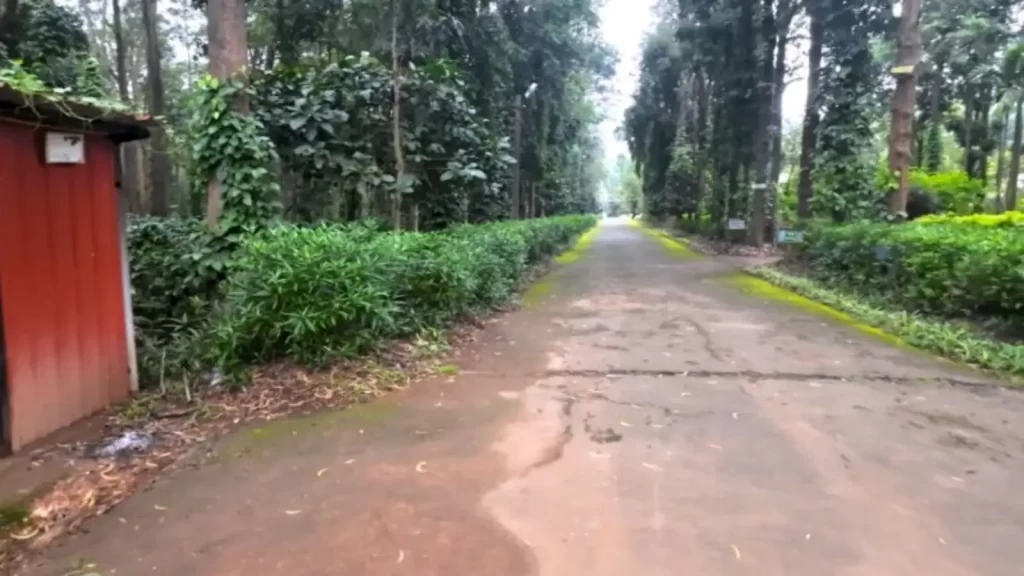 Coffee Plantations