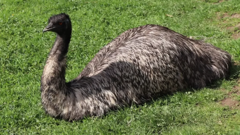 Emu Bird Park