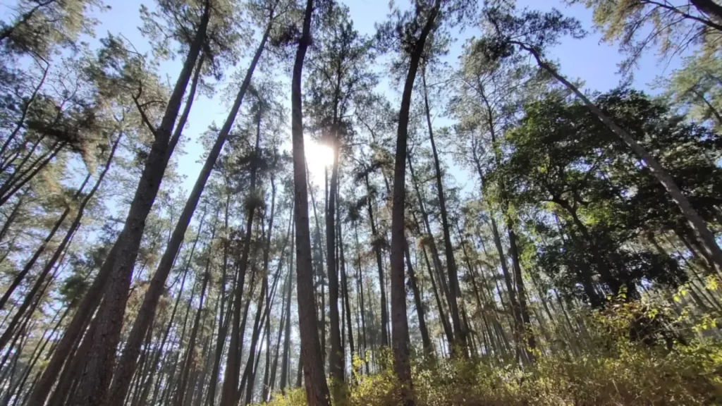 Pine Forest