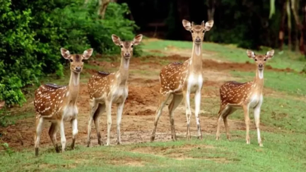  Bhitarkanika Wildlife