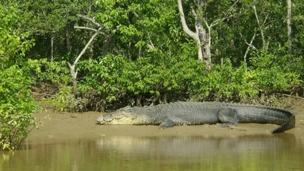 Giant saltwater crocodile in Bhitarkanika National Park