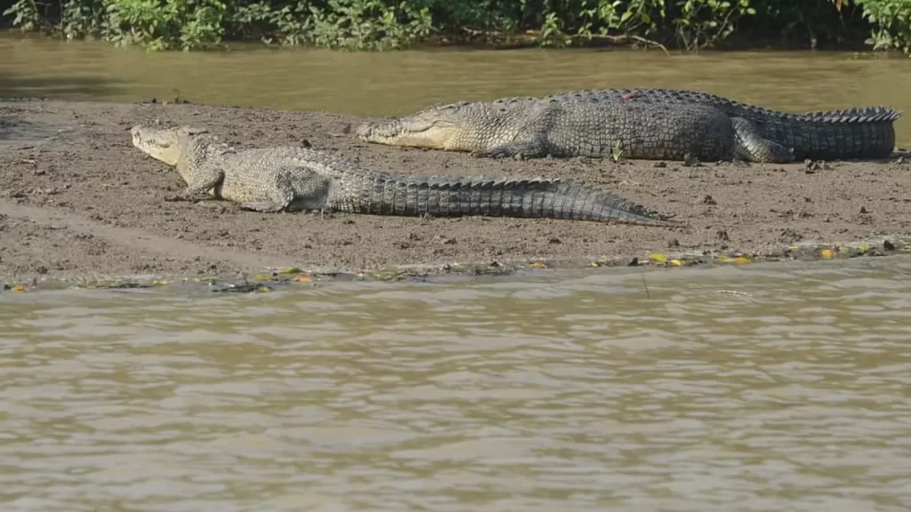Bhitarkanika mangrove forest Odisha