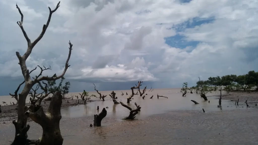 Bichitrapur Mangrove Reserve with green waterways