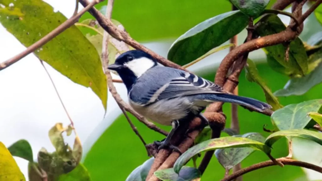 Forest bird in Similipal Tiger Reserve Odisha
