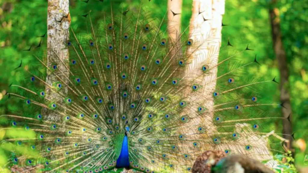 Birdwatching in Similipal Tiger Reserve