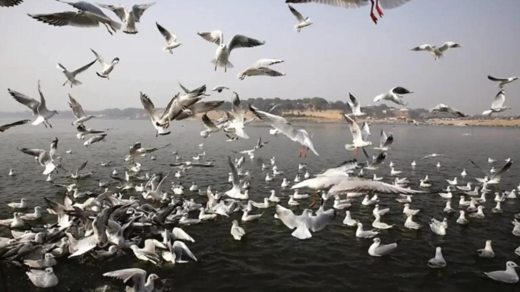 Birdwatching in Bhitarkanika National Park