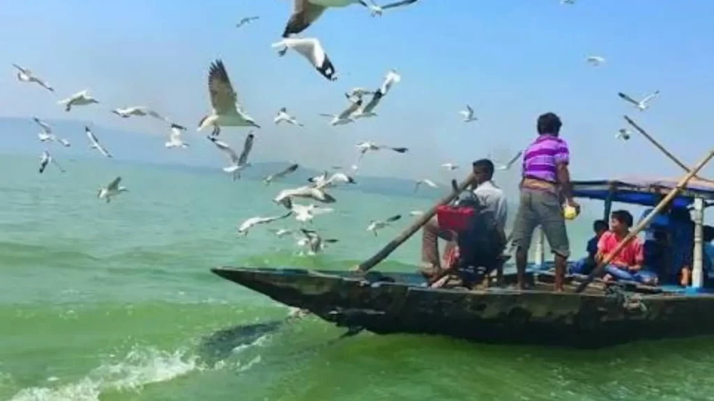 Chilika Lake in winter with migratory birds in Odisha
