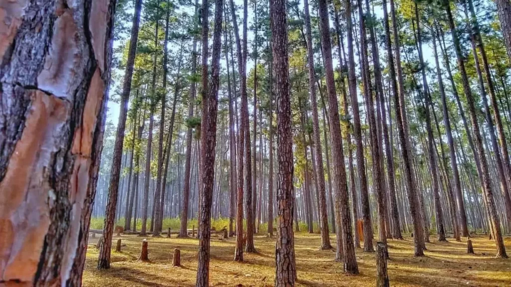 Daringbadi pine forest with misty hills
