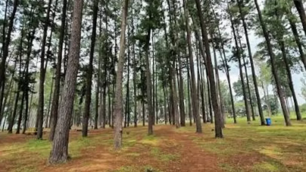 Daringbadi misty hills and pine forest in Odisha