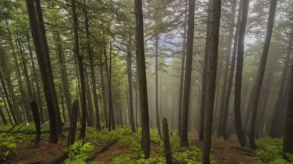 Daringbadi hills and pine forest Odisha