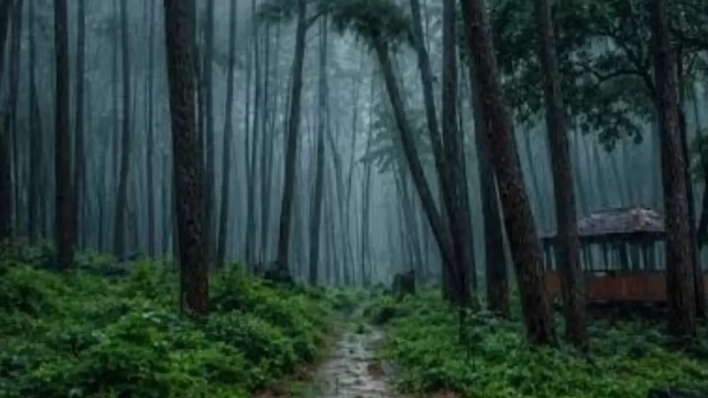 Daringbadi pine forests and cool hills in summer Odisha