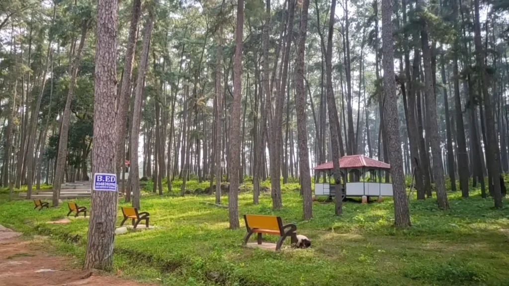Daringbadi hills and pine forests in Odisha