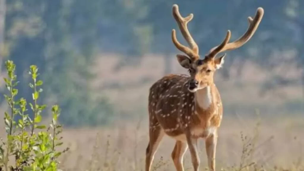 Spotted deer in Similipal Tiger Reserve