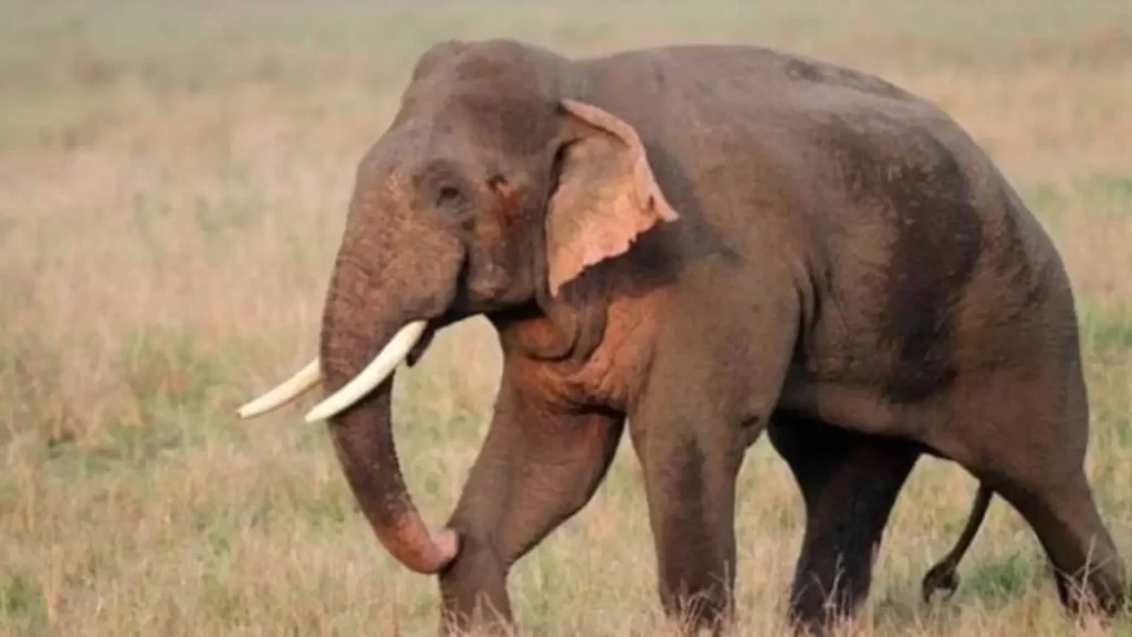 Wild elephants in Similipal Tiger Reserve Odisha