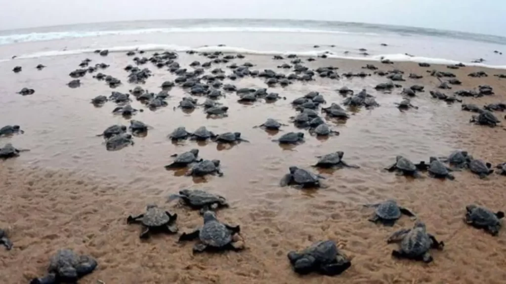 Gahirmatha Marine Sanctuary
