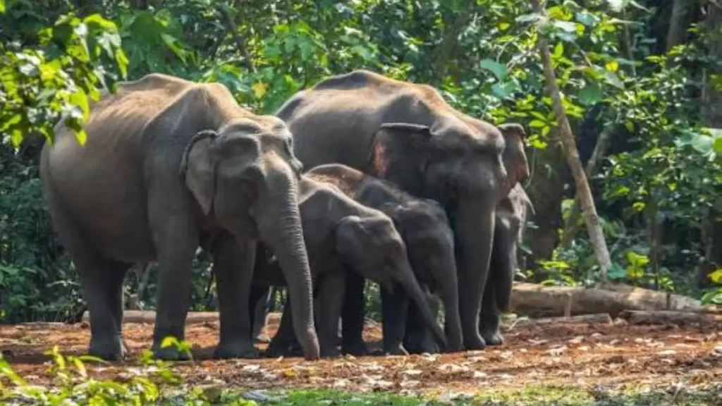 Kuldiha Wildlife Sanctuary