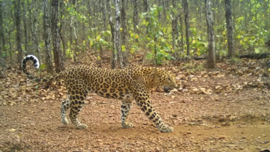 Indian leopard in Similipal forest Odisha