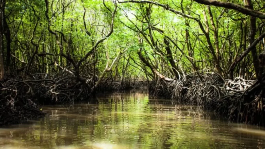 Mangrove Forests of Bhitarkanika