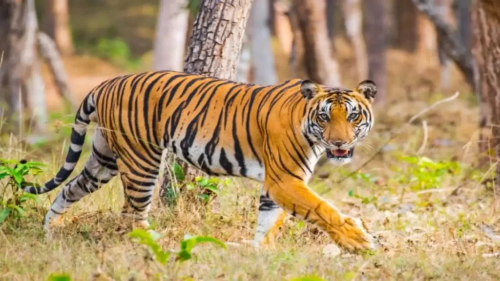 Royal Bengal Tiger in Similipal Tiger Reserve