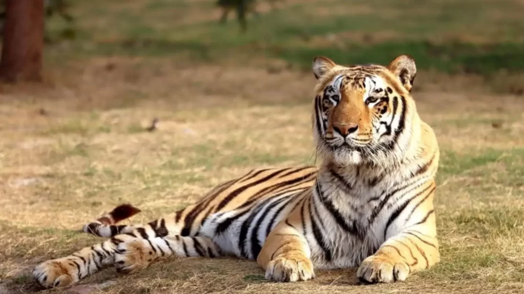 Similipal National Park Odisha