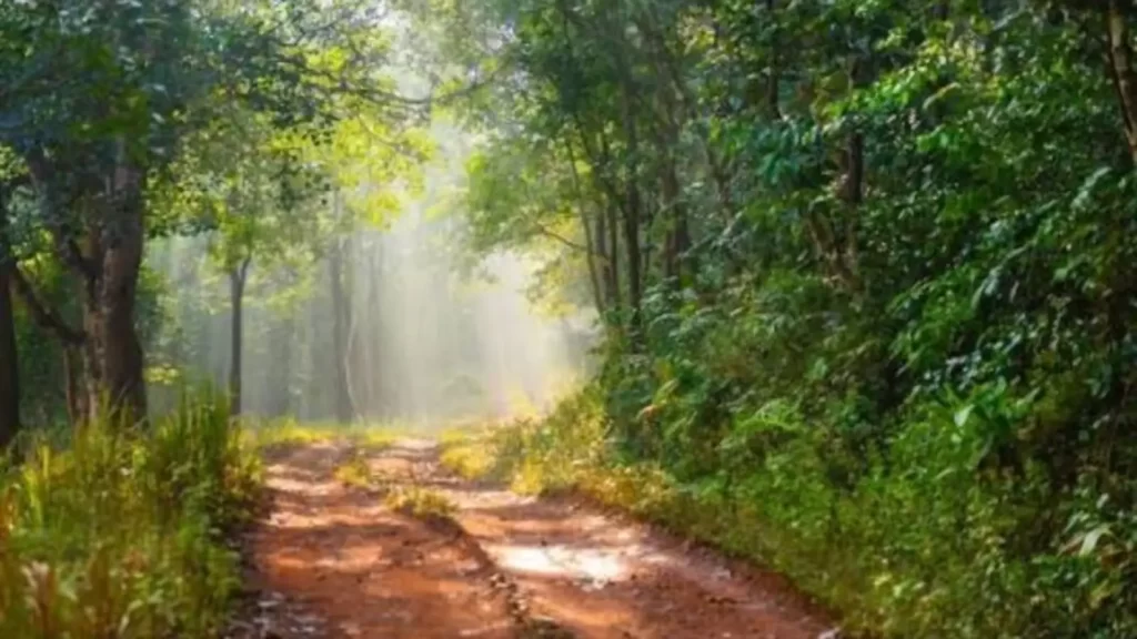 Aerial view of Similipal Tiger Reserve forest and hills