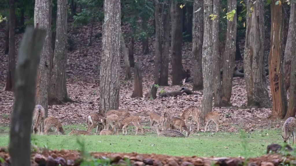 Similipal forest and wildlife destination in Odisha