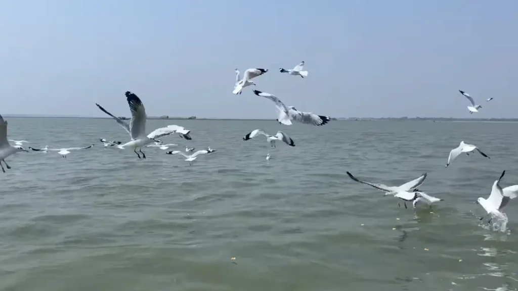 Chilika Lake boat ride and scenic landscape Odisha