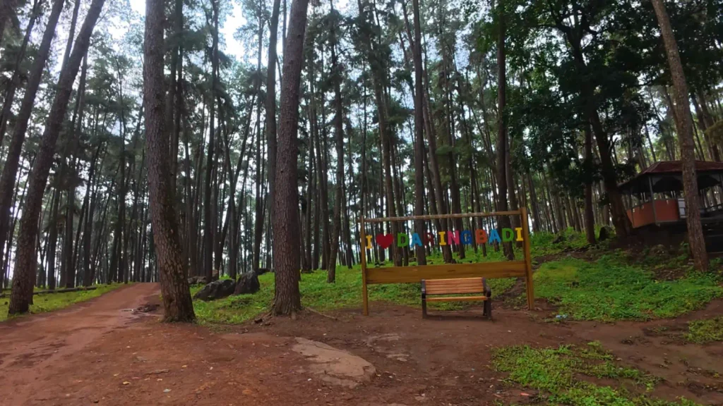 Daringbadi hills and pine forests in Odisha